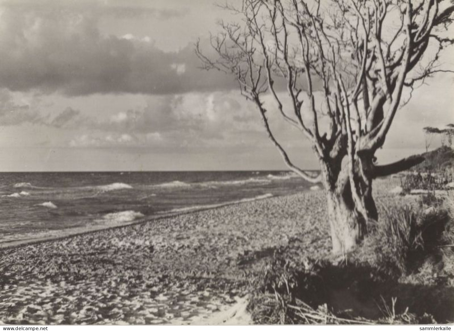 125929 - Graal-Müritz - Strand Bei Stolper Ort - Graal-Müritz