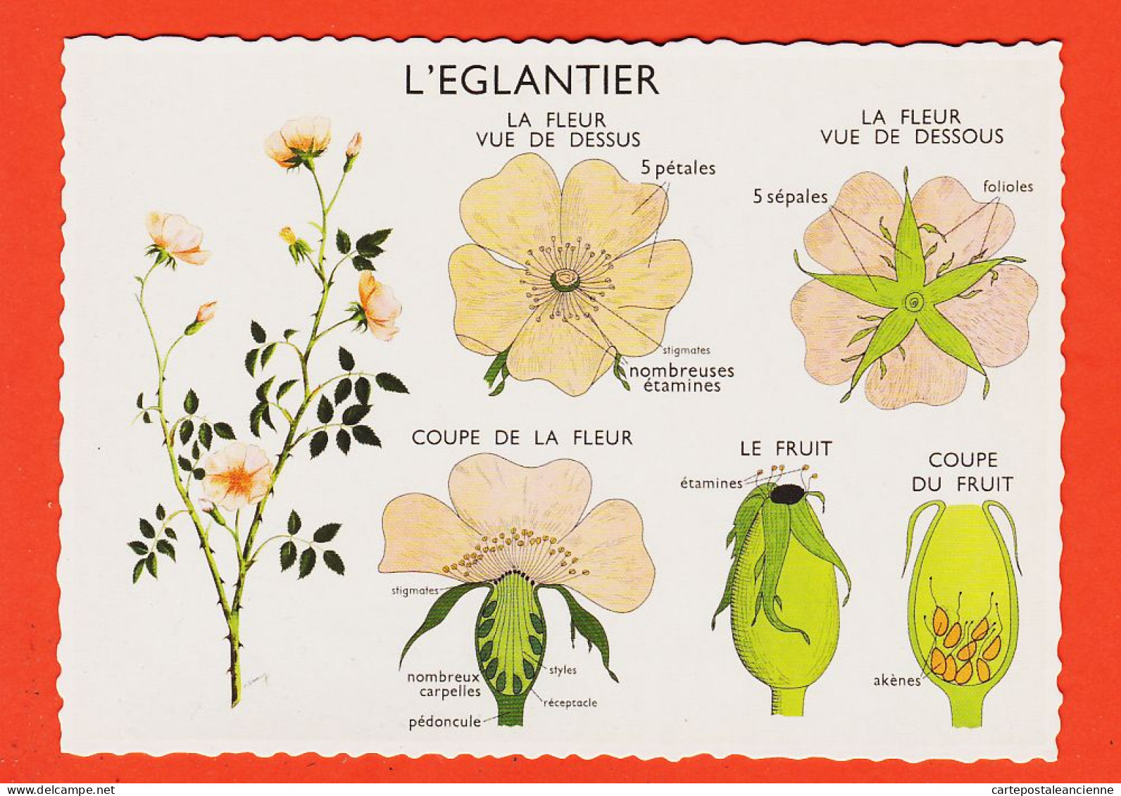 16961 / L'EGLANTIER Carte Didactique Les Végétaux Leçons De Choses N°18 ROSSIGNOL Collection Comptoir De Famille 1960s - Arbres