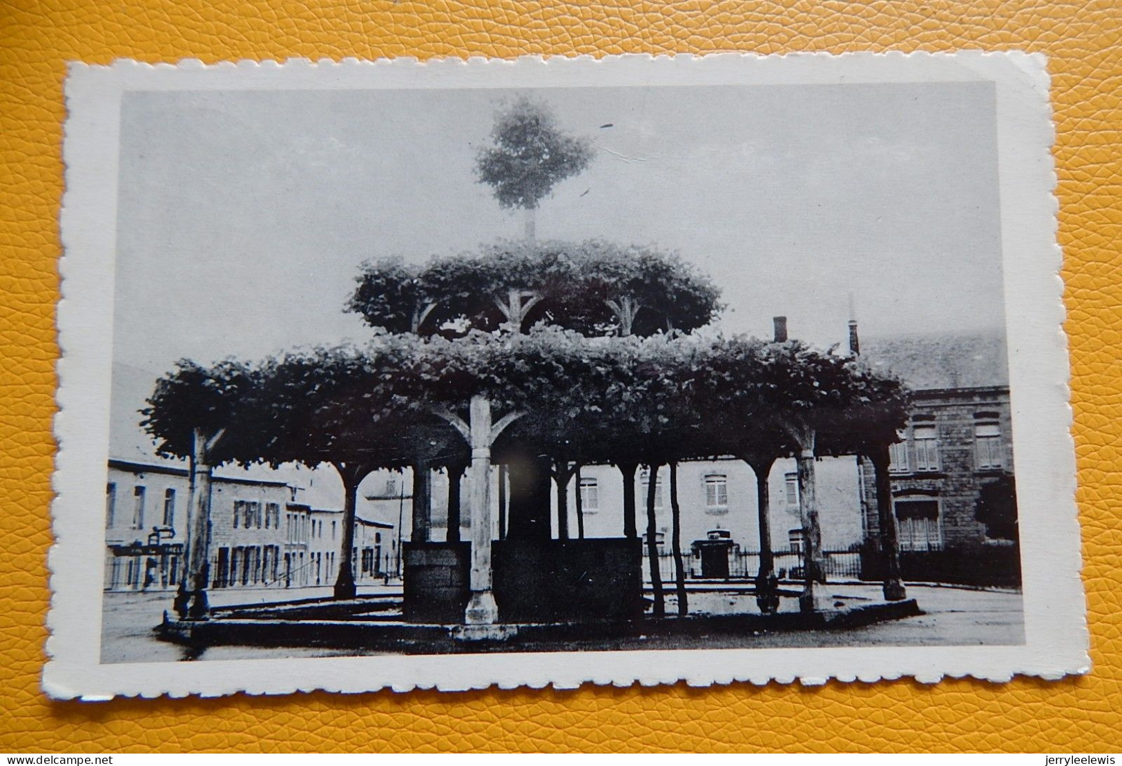 MACON  -  L'Arbre De Macon Datant Du XVe Siècle - Momignies