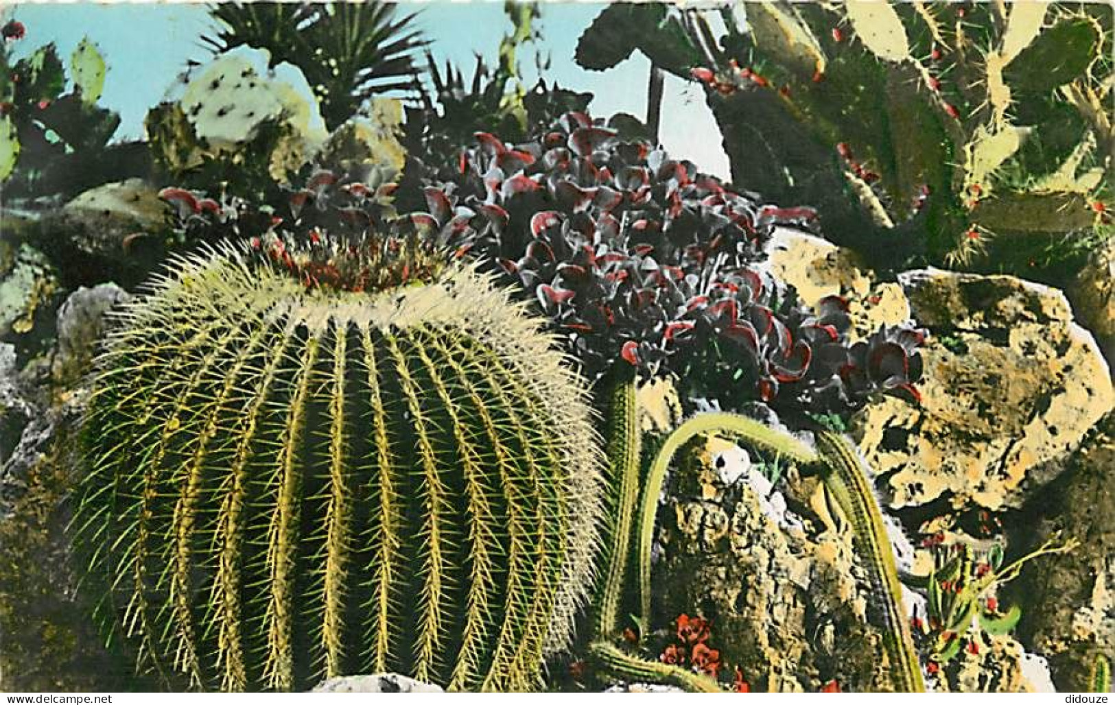 Fleurs - Plantes - Cactus - Principauté De Monaco - Le Jardin Exotique - Cereus Serpen - Tinus - CPM - Voir Scans Recto- - Cactus