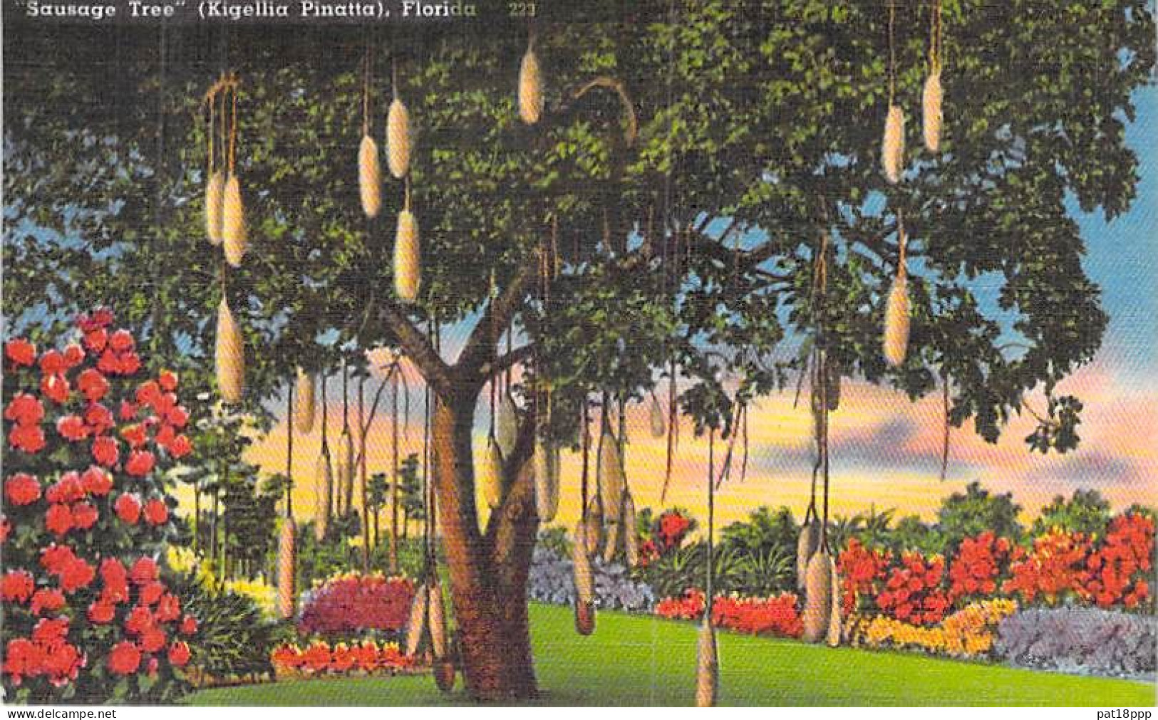 Bon Lot De 100 CPSM Colorisées FLORIDE (USA) Format CPA (80 % 1930-40's, Puis 1920's Et 10 GF 1980's) 0.15 € / Carte - 100 - 499 Postkaarten