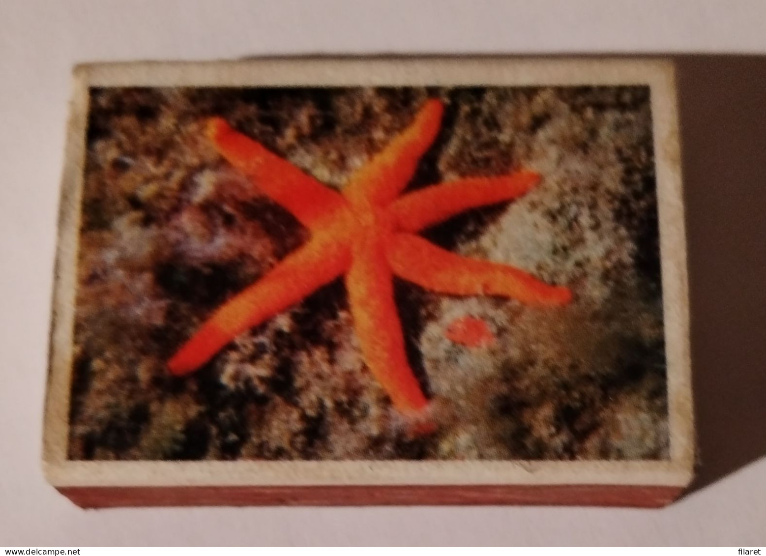 Sea Star,Romania,matchbox - Scatole Di Fiammiferi