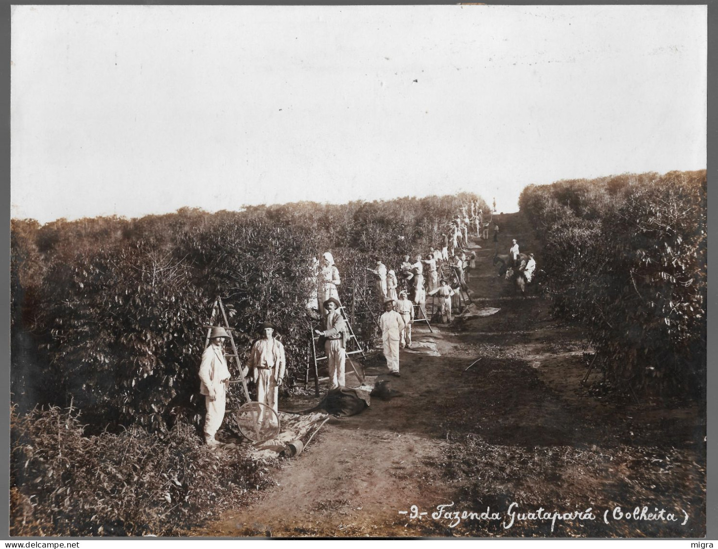 Brasile Brasil Brésil - Sao Paulo - Caffè - Fazenda "Guataparà" - Colheita - Photo Cm. 27,5 X 21,0 - América