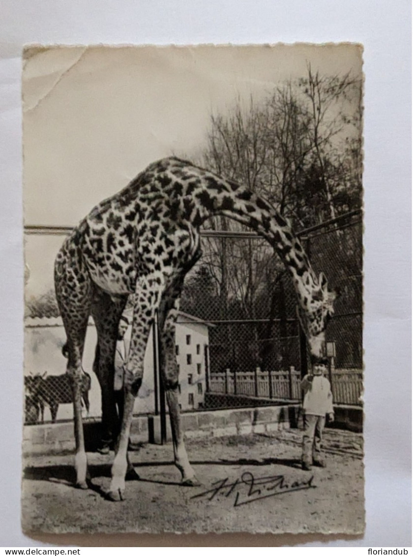 CP - Zoo Du Cirque Jean Richard Jean Pierre Richard Et La Girafe - Zirkus