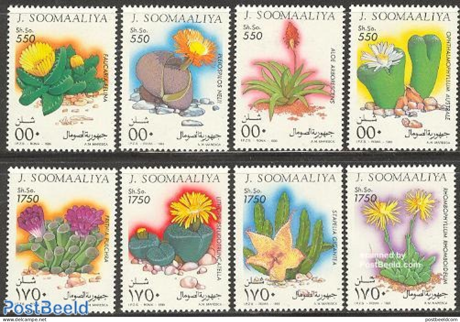 Somalia 1995 Succulents 8v, Mint NH, Nature - Cacti - Flowers & Plants - Cactusses