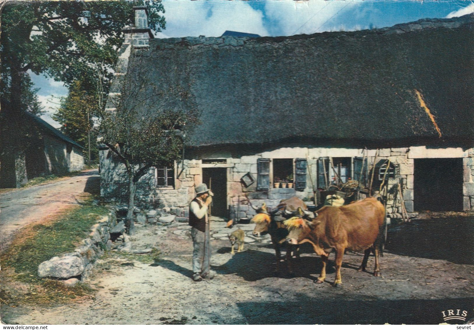 LE LIMOUSIN PITTORESQUE . - Environs De Chaumeil. Une Ferme Au Toit De Chaume. Attelage De Boeufs. Carte RARE - Fermes