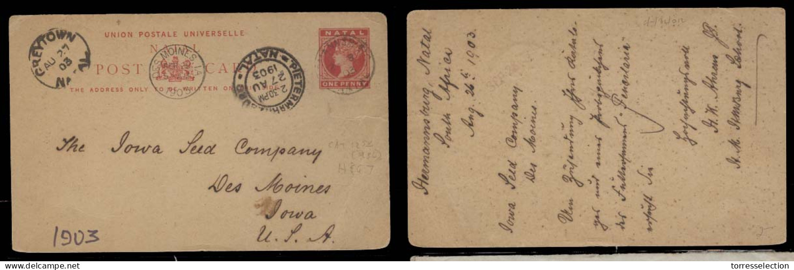 SOUTH AFRICA. 1903 (26 Aug). Natal / Hermannsburg - USA / Iowa / Des Moines. 1d Red Stat Card, Via Grey Town And Pieter  - Altri & Non Classificati