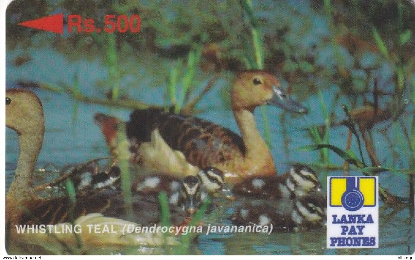 SRI LANKA(GPT) - Whistling Teal, CN : 24SRLA/B, Used - Sri Lanka (Ceylon)