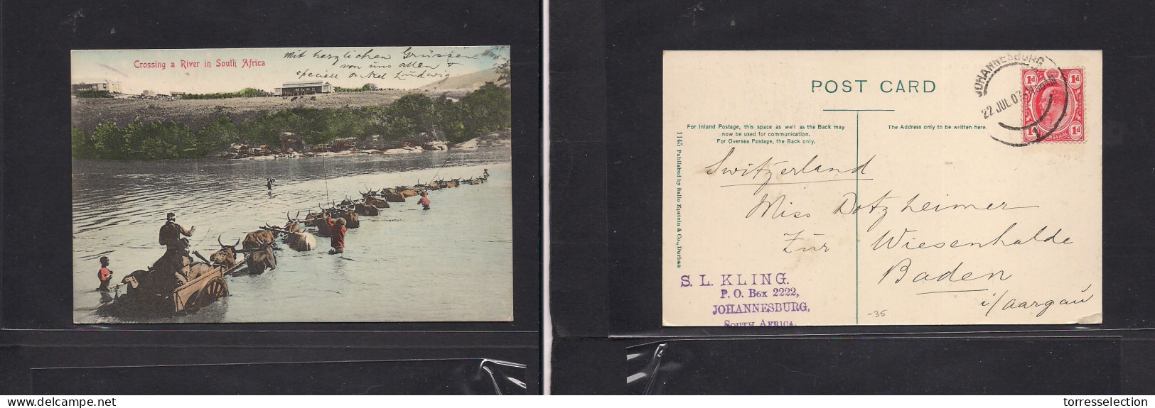 SOUTH AFRICA. 1907 (22 July) Transvaal, Joburg - Baden, Wresenhalde, Switzerland. Fkd Ppc. Bulls Caravan Crossing River. - Other & Unclassified