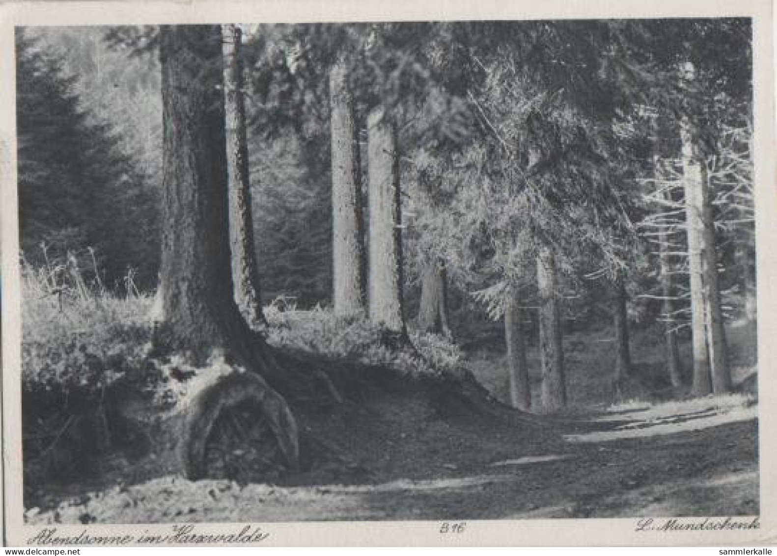 23292 - Schierke - Abendsonne Im Harz - 1941 - Schierke