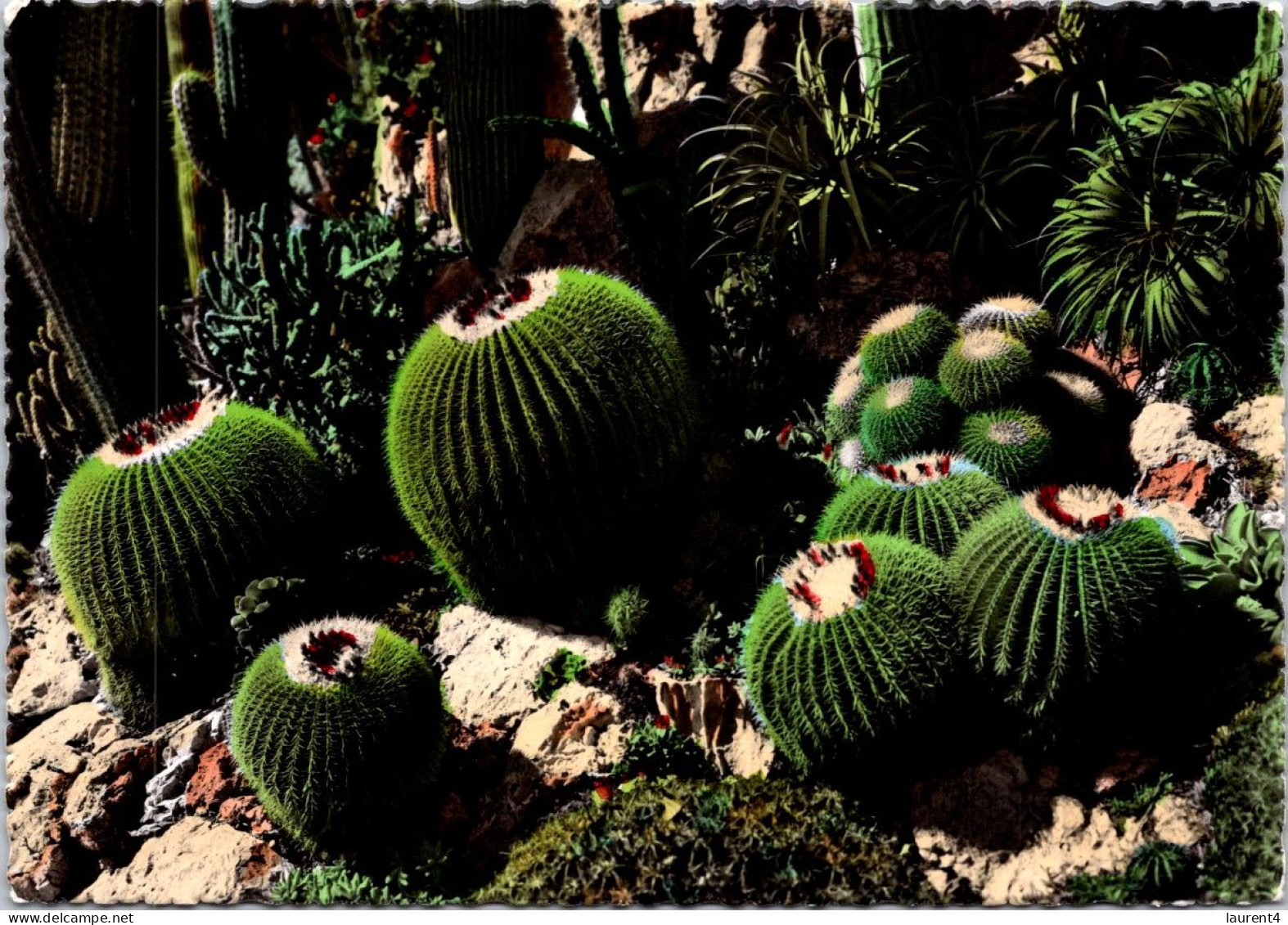 23-3-2024 (3 Y 46) Jardin Exotique De Monaco - Cactus - Cactussen