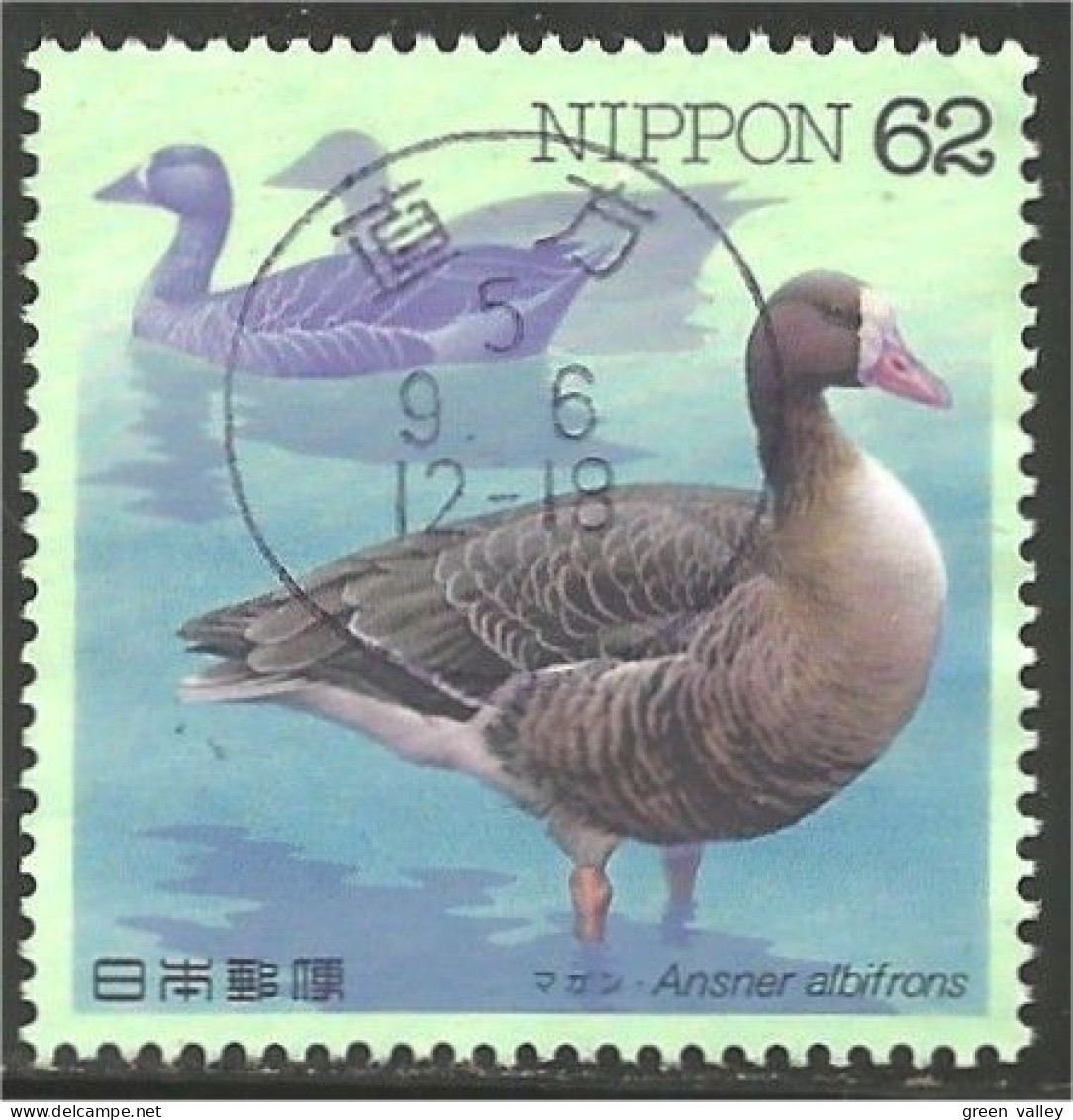 JAP-461 Japon Oie Goose Geese Gans Oca Ganso - Gansos
