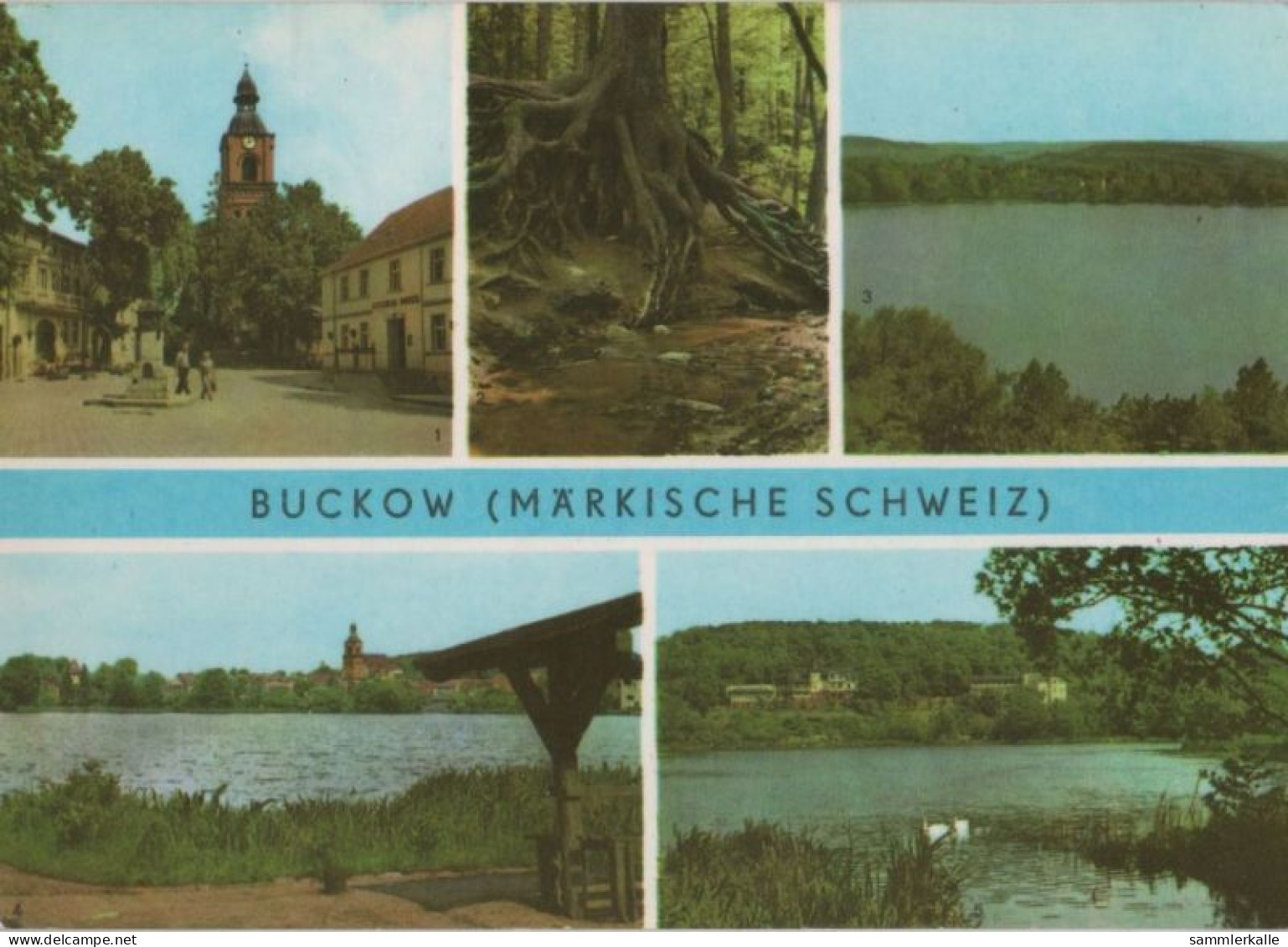 82998 - Buckow - U.a. Wurzelfichte - 1976 - Buckow