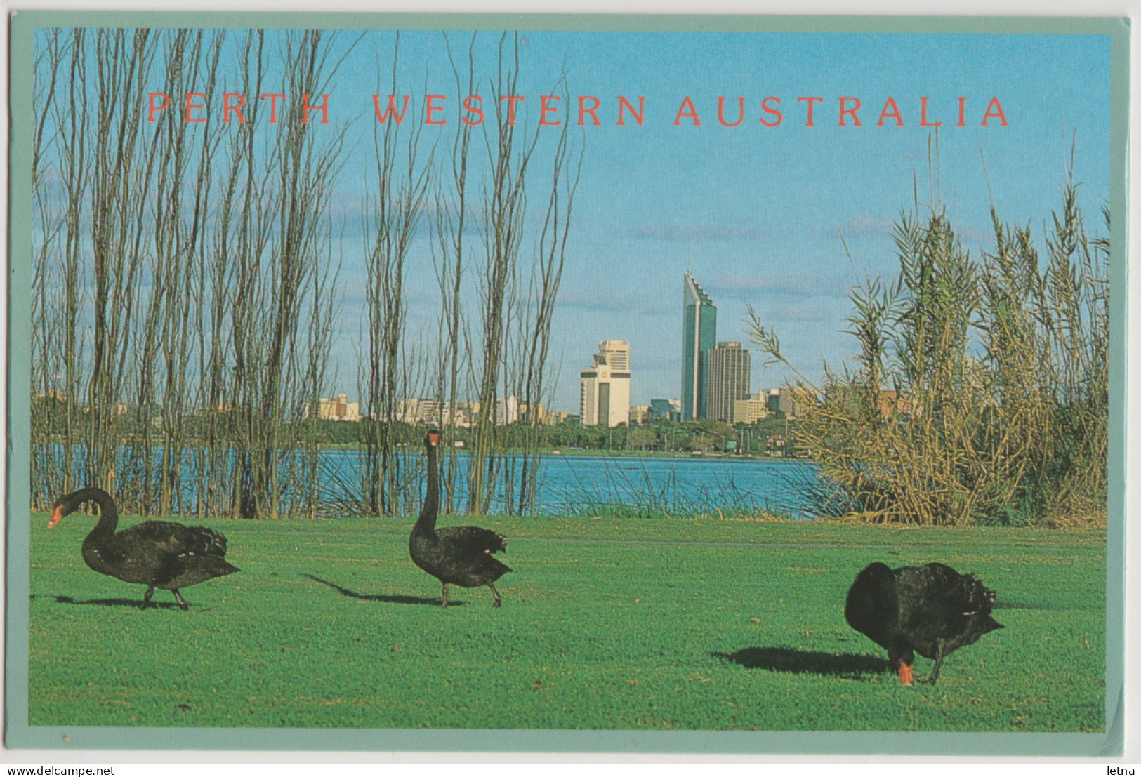 WESTERN AUSTRALIA WA Black Swans Lake Monger PERTH West Coast No.313 Postcard C1980s - Perth