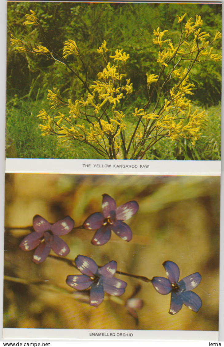 WESTERN AUSTRALIA WA PITT Souvenirs Folder WILDFLOWERS 11 Postcard Views C1980s - Otros & Sin Clasificación