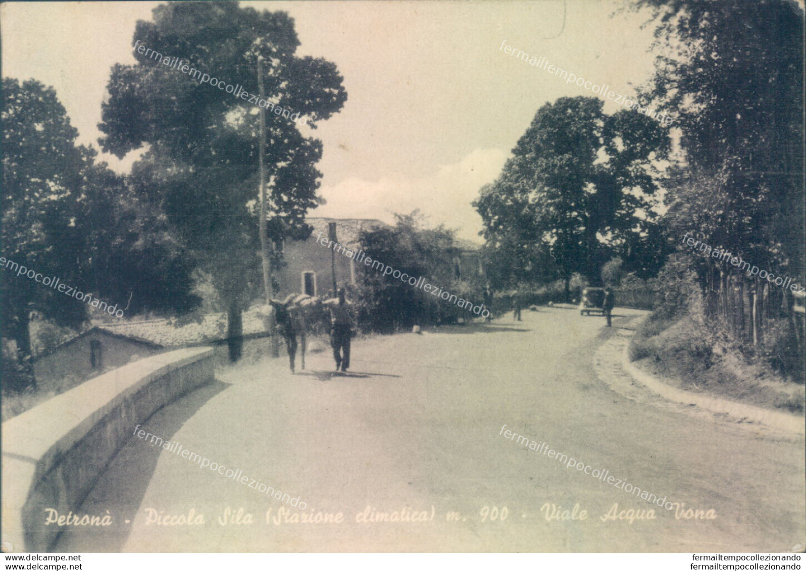 Z110 Cartolina Petrona' Piccola Sila Viale Acqua Vona Provincia Di Catanzaro - Catanzaro