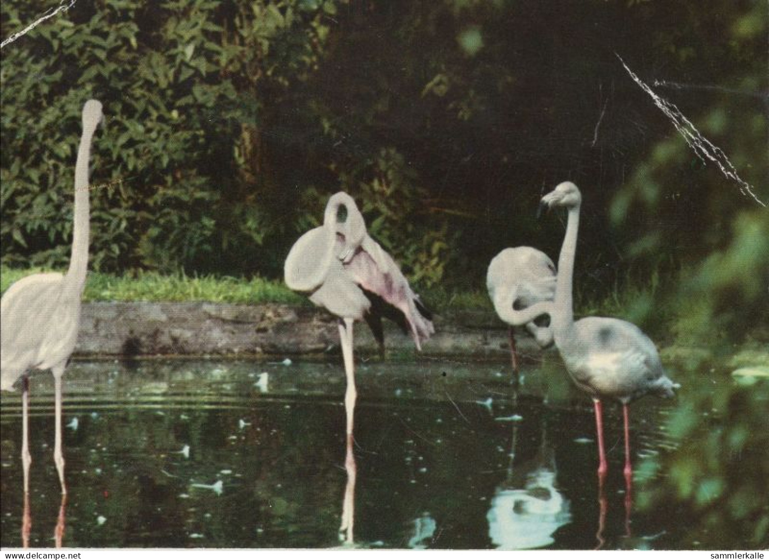 126383 - Kronberg - Flamingos Im Freigehege - Mindelheim