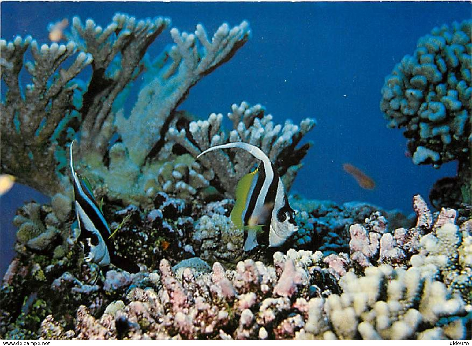 Tahiti - Poissons Exotiques De Tahiti - Taurillon à Deux Bandes - Heniochus Acuminatus - CPM - Carte Neuve - Voir Scans  - Tahiti