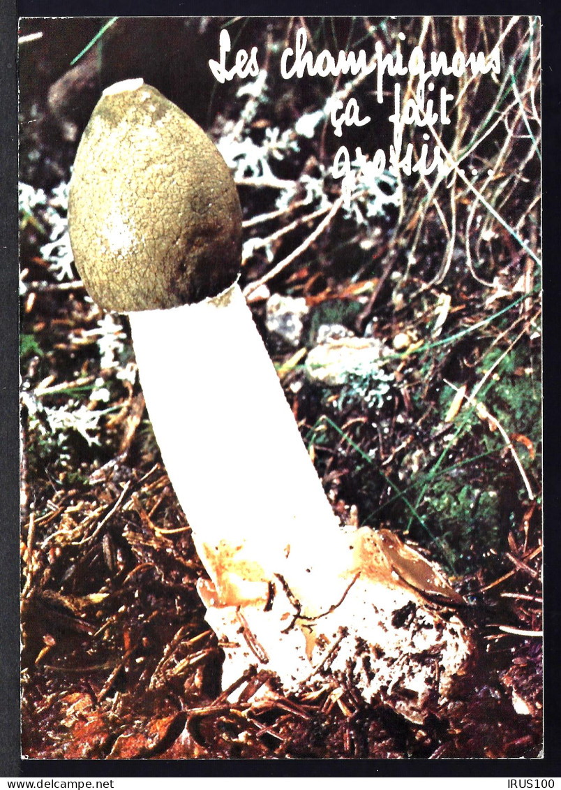 LES CHAMPIGNONS ÇA FAIT GROSSIR - Paddestoelen