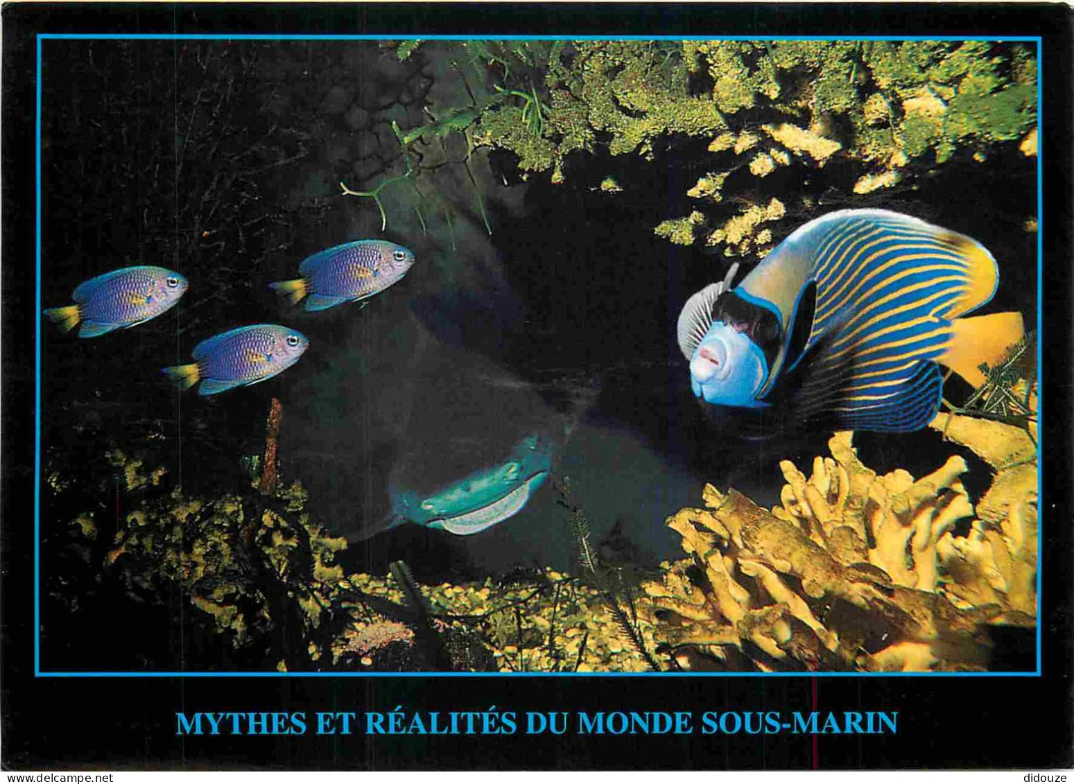 Animaux - Poissons - Imperator Aquarium De Amnéville - Demoiselles - Requin-citron - Imperator - CPM - Voir Scans Recto- - Pesci E Crostacei