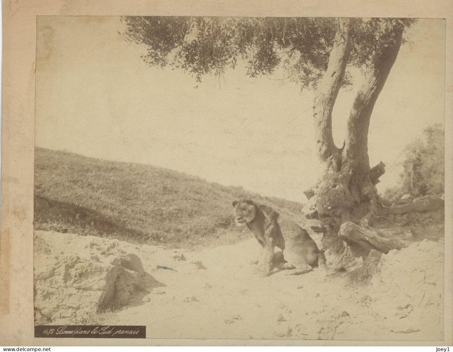 Photo Lionne Dans Le Sud Orannais, Tirage Albuminé 19ème Siècle, Format Photo 19/24 - Afrique