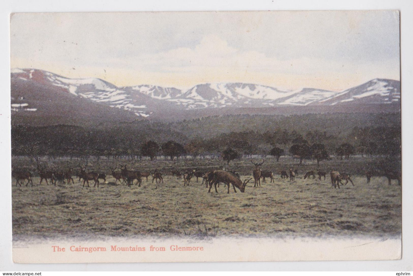 The Cairngorn Mountains From Glenmore Scotland Cerf Deer - Inverness-shire
