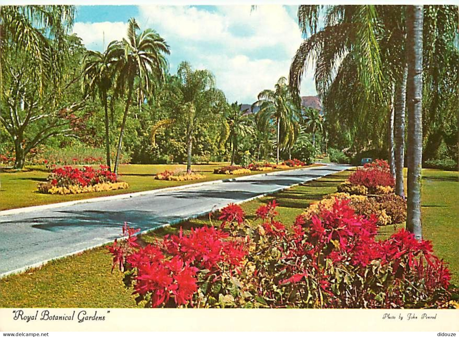Antilles - Jamaïque - Jamaica - Royal Botanical Gardens - CPM - Voir Scans Recto-Verso - Giamaica