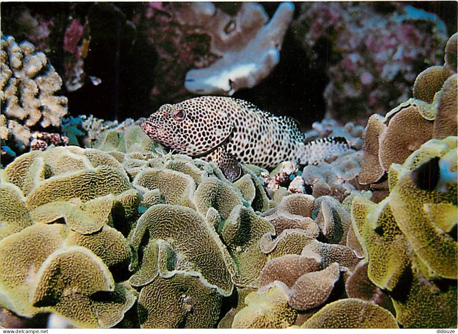 Tahiti - Poissons Exotiques De Tahiti - Loche Mouchetée - Epinephelus Tauvina - CPM - Carte Neuve - Voir Scans Recto-Ver - Tahiti