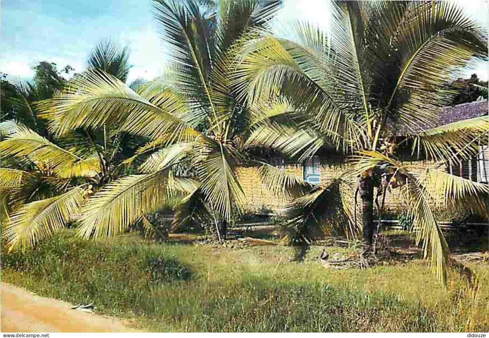 Afrique - Cocotiers - Région Kribi - CPM - Voir Scans Recto-Verso - Unclassified