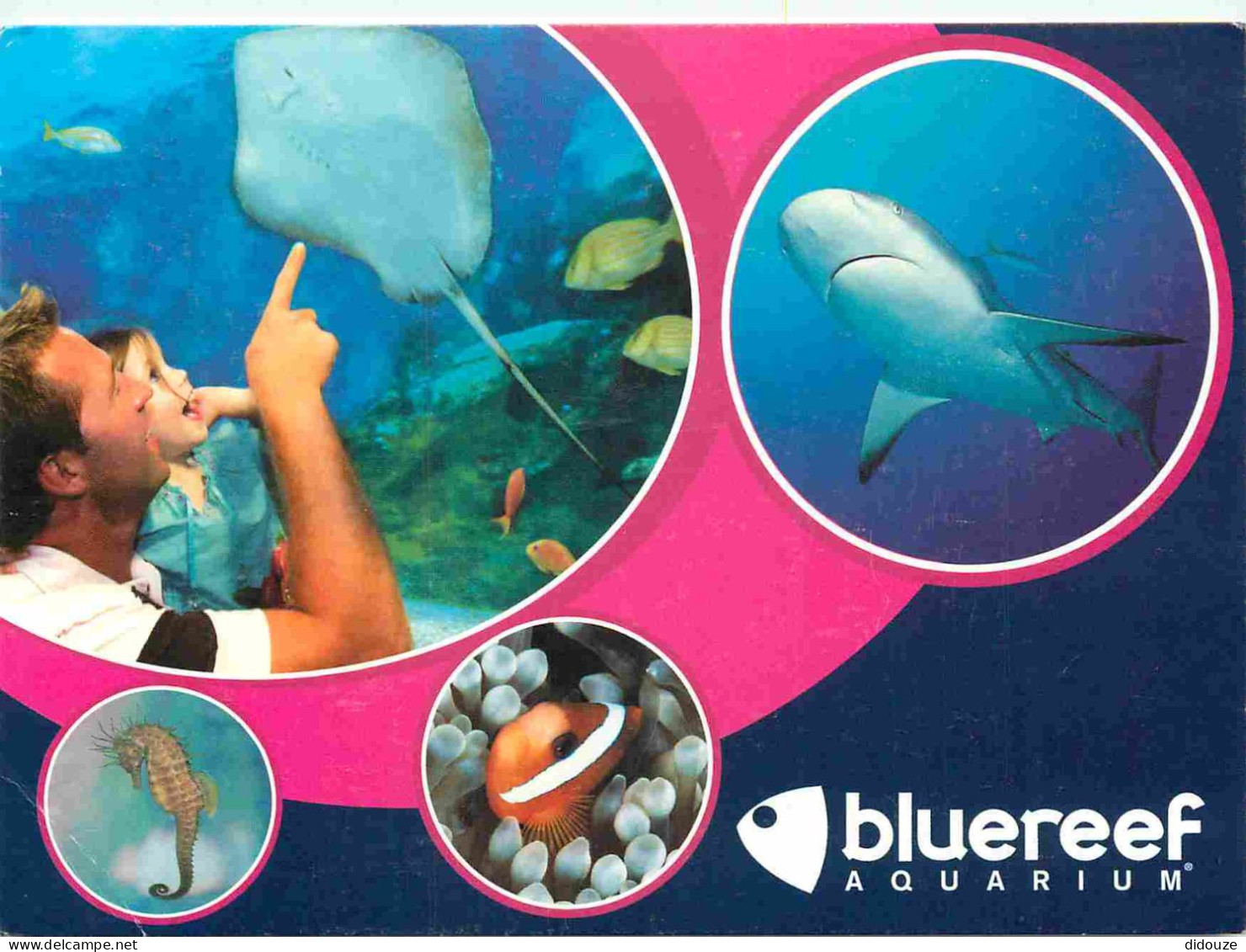 Animaux - Poissons - Bluereef Aquarium - Multivues - Raie - Requin - Hippocampe - Poisson Clown - CPM - Voir Scans Recto - Pesci E Crostacei