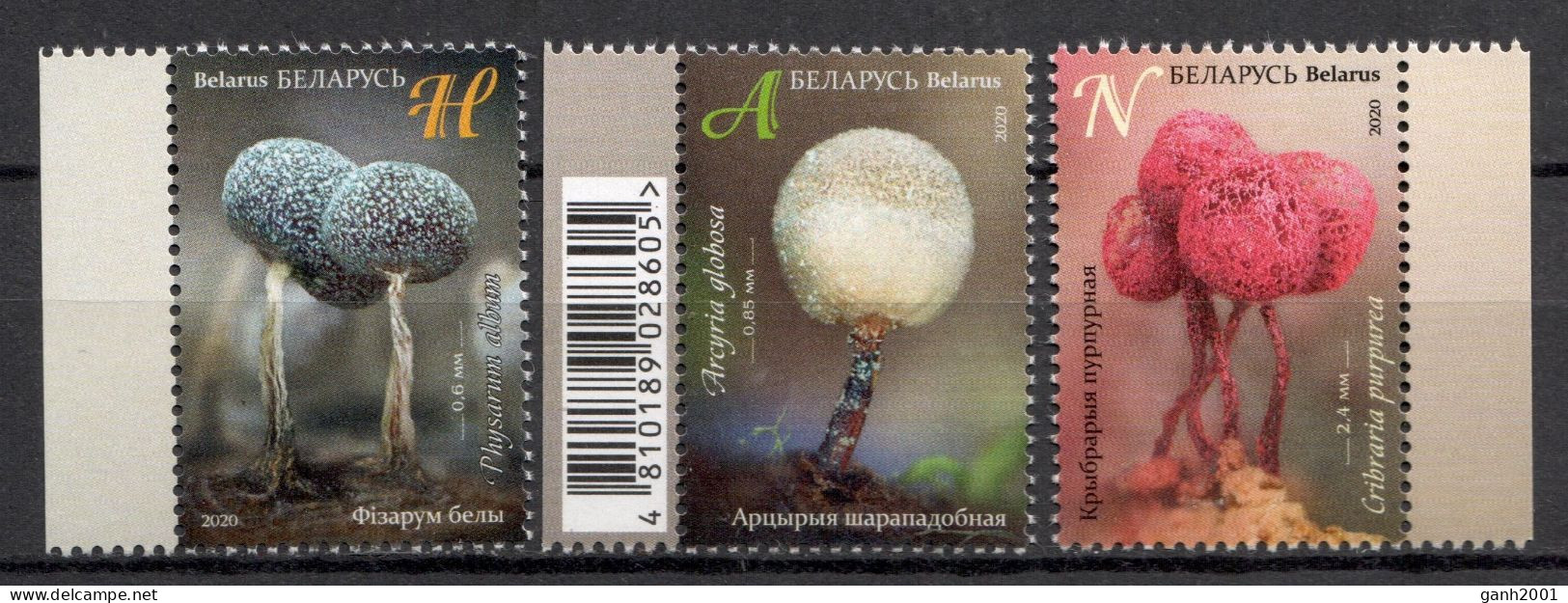 Belarus 2020 Bielorrusia / Mushrooms MNH Fungi Champignons Setas Pilze / Cu22122  27-36 - Funghi