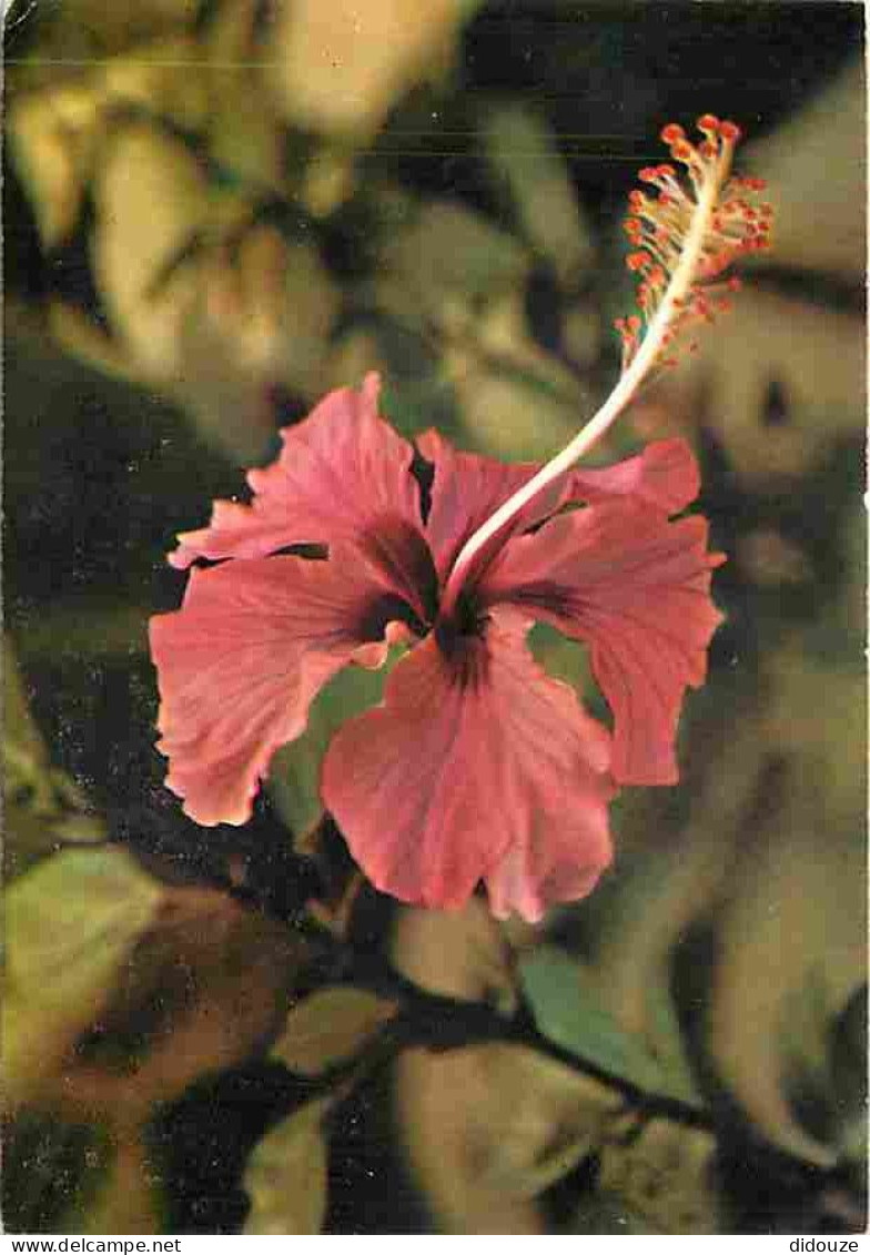Antilles - Fleurs Des Antilles - Hibiscus - CPM - Voir Scans Recto-Verso - Sonstige & Ohne Zuordnung
