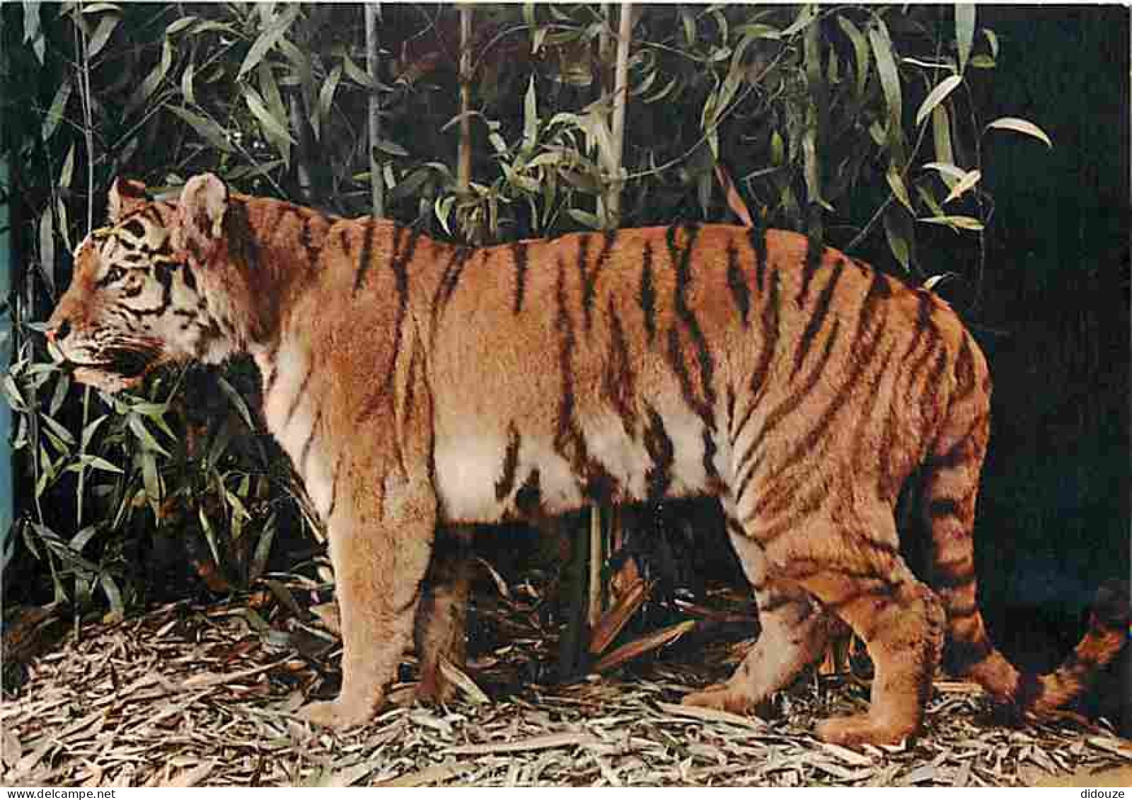 Animaux - Tigres - CPM - Voir Scans Recto-Verso - Tigres