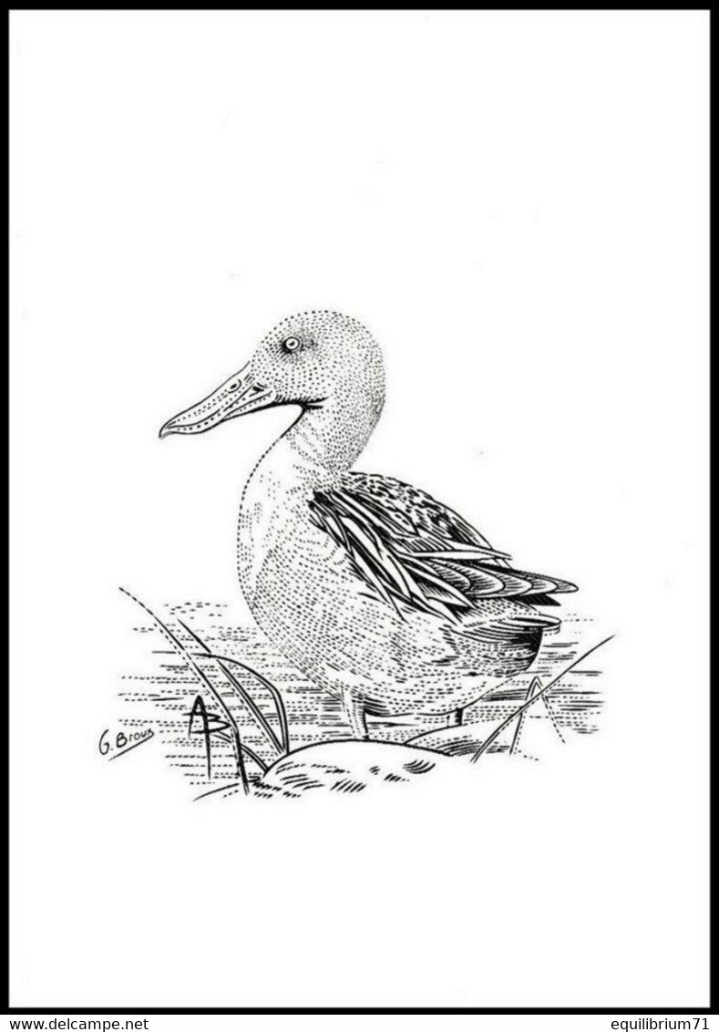 4537 - Dessin Buzin - Canard Souchet / Slobeend / Löffelente / Shoveler + Épreuve Couleur - Numéroté - Gravure G. Broux - 1985-.. Pájaros (Buzin)