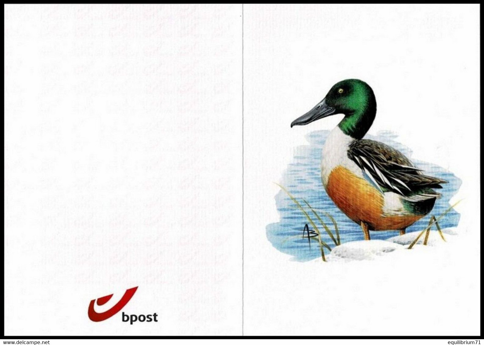 4537 - Dessin Buzin - Canard Souchet / Slobeend / Löffelente / Shoveler + Épreuve Couleur - Numéroté - Gravure G. Broux - 1985-.. Pájaros (Buzin)