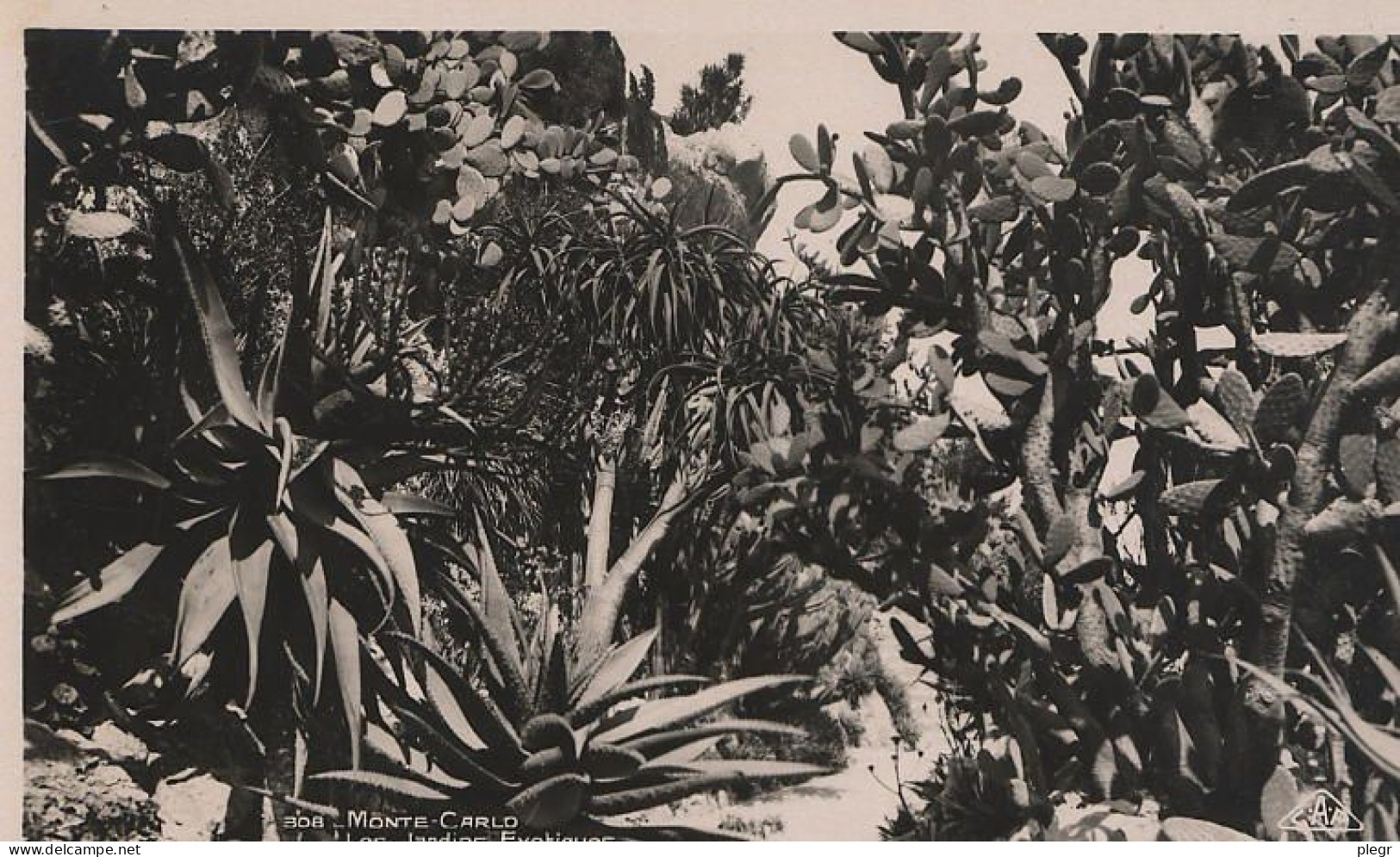 0-MCO08 01 00 - MONACO - LES JARDINS EXOTIQUES - LOT DE 5 CARTES - Jardin Exotique