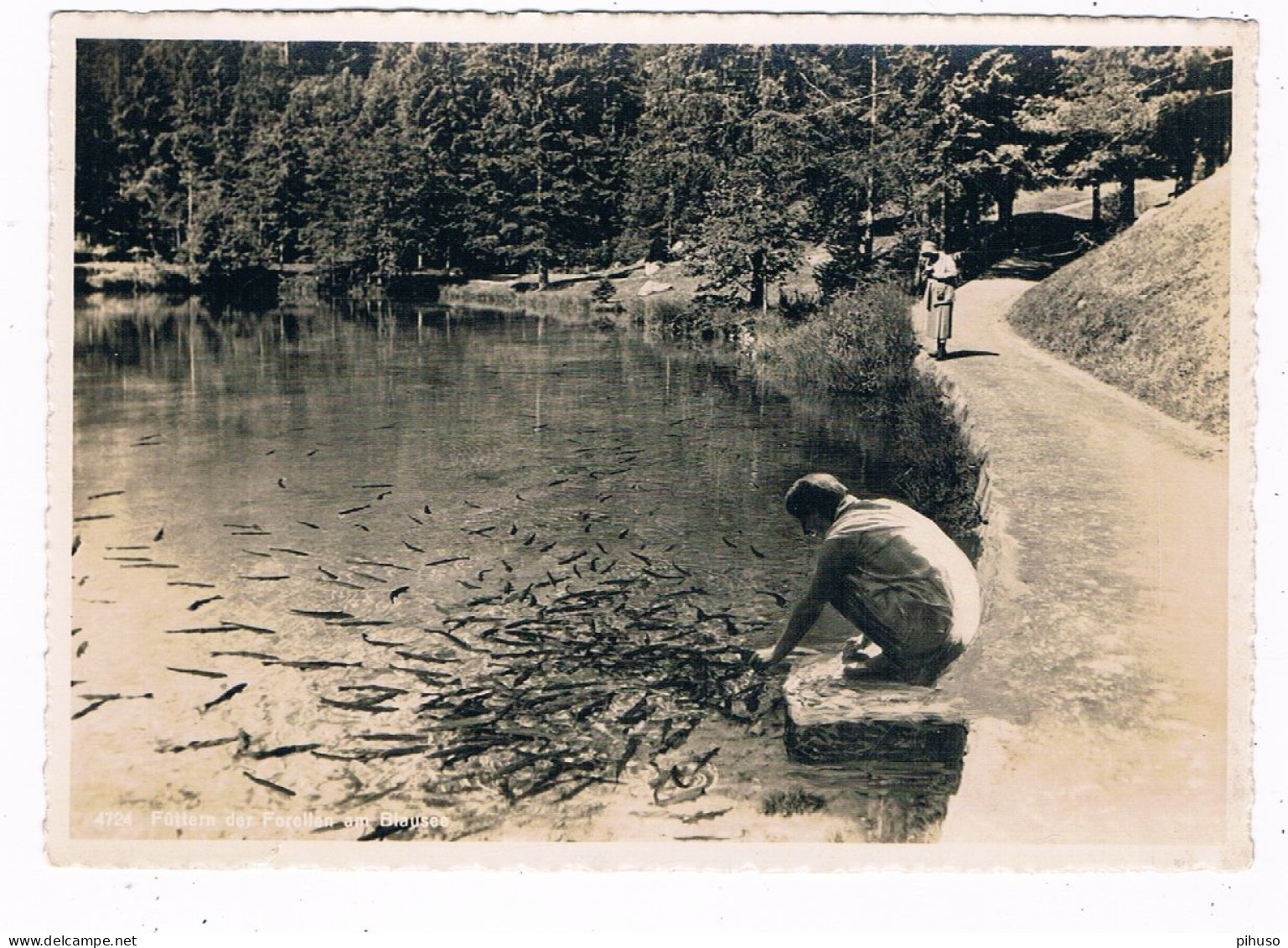 CH-8442  Forellen Im BLAUSEE - Kandergrund