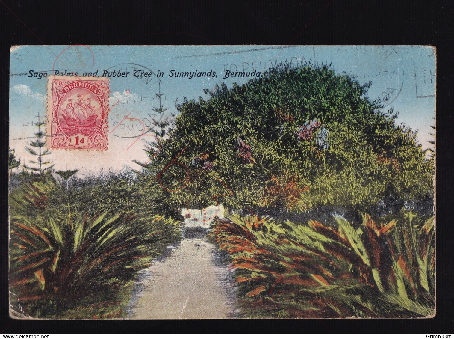Sago Palms And Rubber Tree In Sunnylands, Bermuda - Postkaart - Bermuda