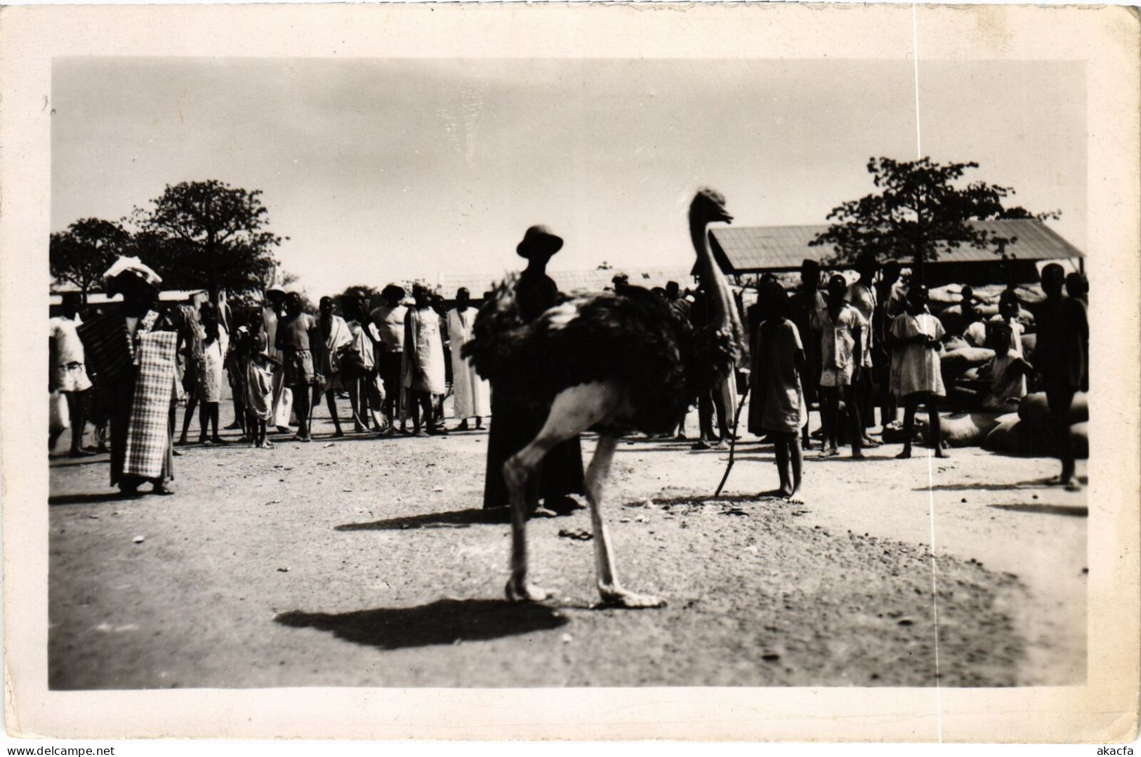 PC BURKINA FASO BOBO-DIOULASSO UNE AUTRUCHE SUR LE MARCHÉ REAL PHOTO (a53633) - Burkina Faso