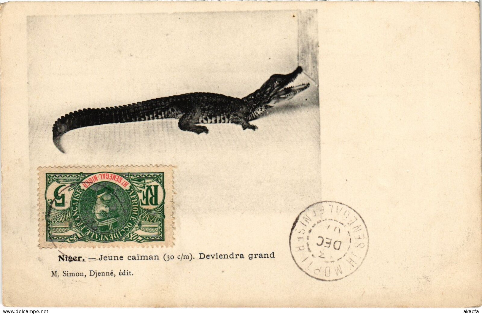 PC NIGER JEUNE CAIMAN DEVIENDRA GRAND (a53539) - Niger