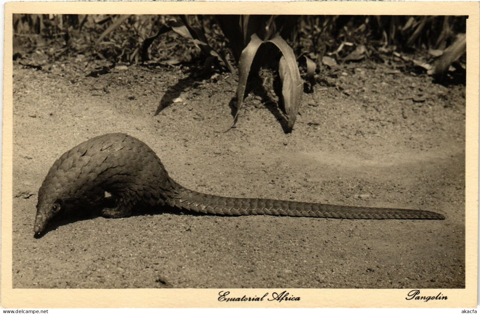 PC KENYA PANGOLIN (a53116) - Kenia