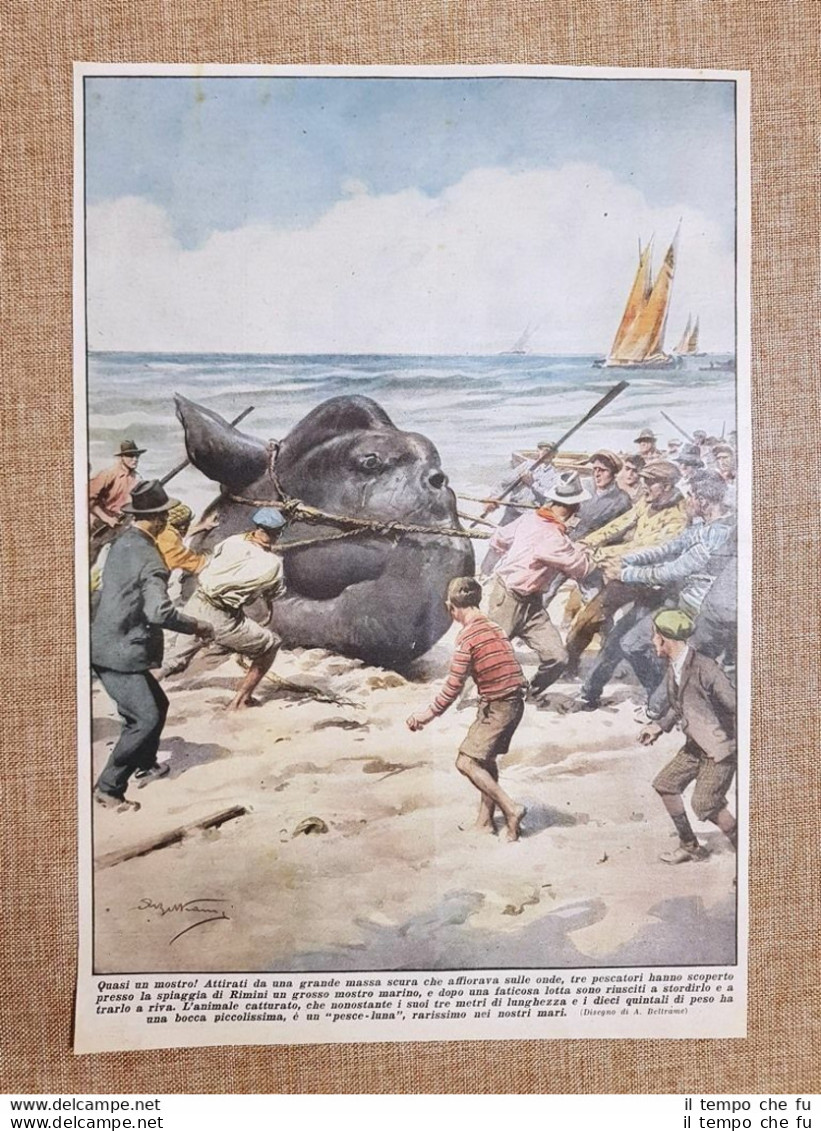 Retrocopertina La Domenica Del Corriere 1934 Rimini Tirato A Riva Un Pesce Luna - Other & Unclassified