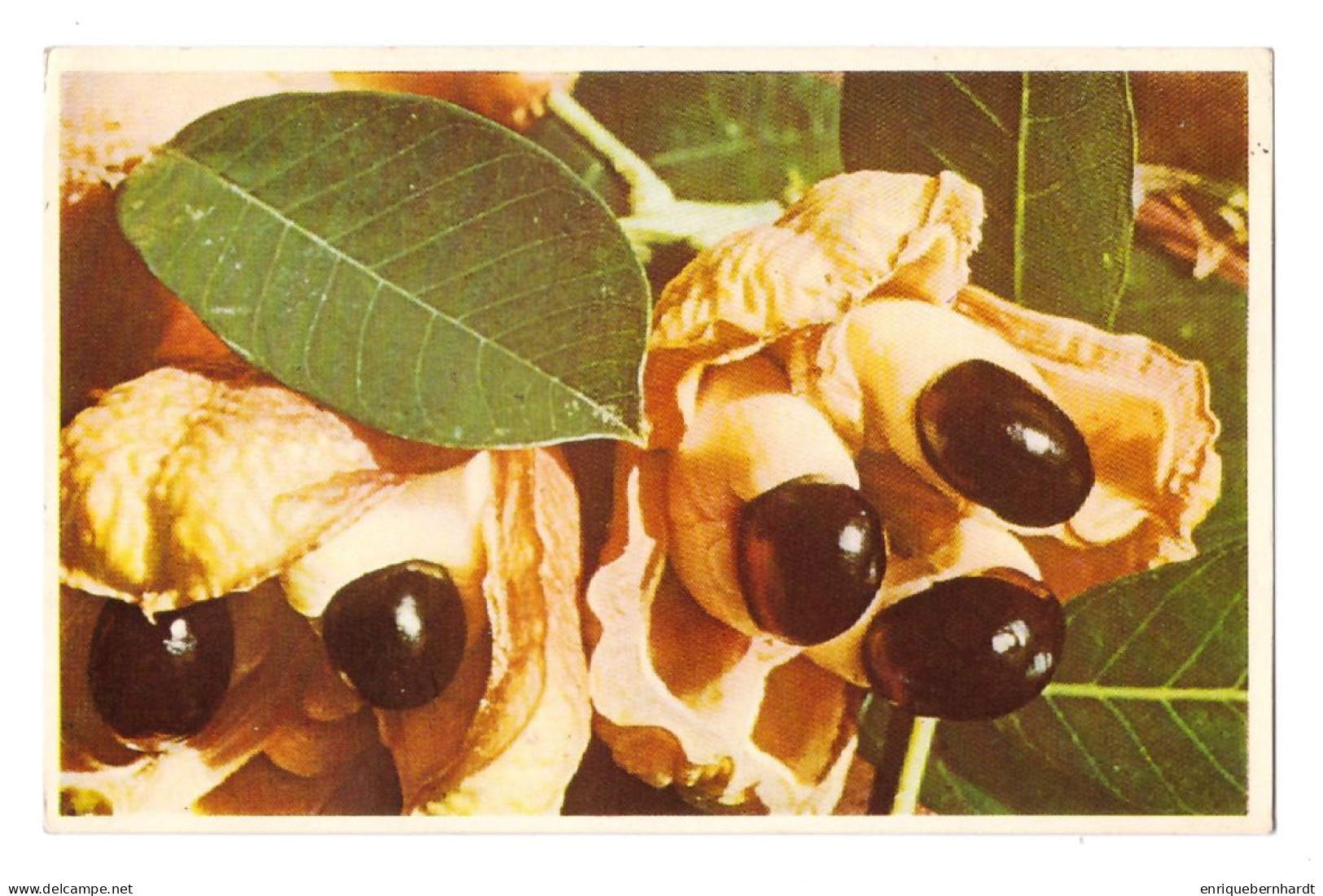 ACKEE PODS // NATIVE FRUIT OF JAMAICA - Jamaica