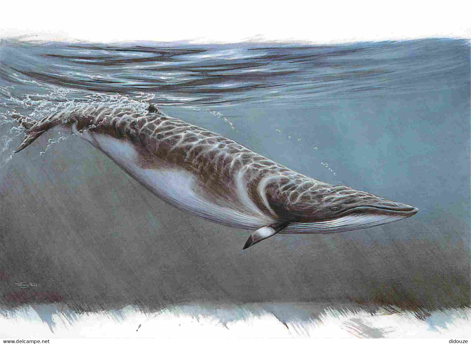 Animaux - Poissons - Art Peinture Illustration - Minke Whale - Reproduced From A Stamp Designed By Dr. Jeremy Paul And I - Pesci E Crostacei