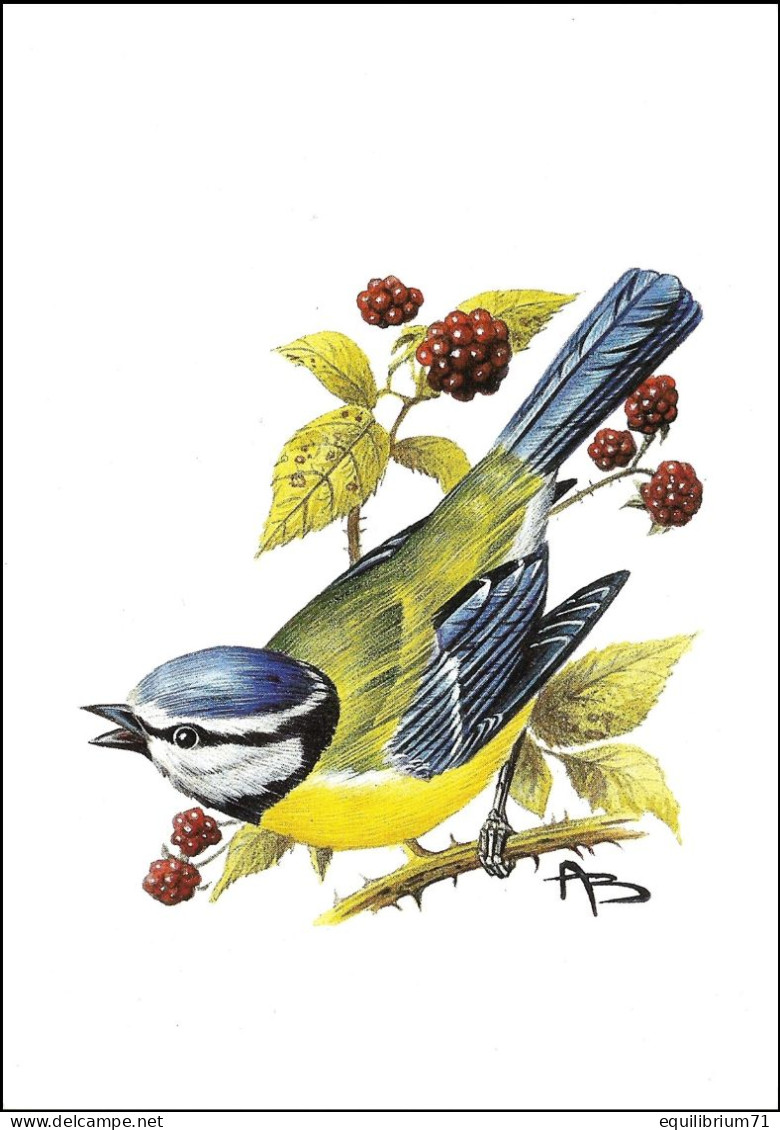 CM/MK Blanco** - Mésange Bleue / Pimpelmees / Blaumeise / Blue Tit / Cyanistes Caeruleus - BUZIN - 1985-.. Vogels (Buzin)