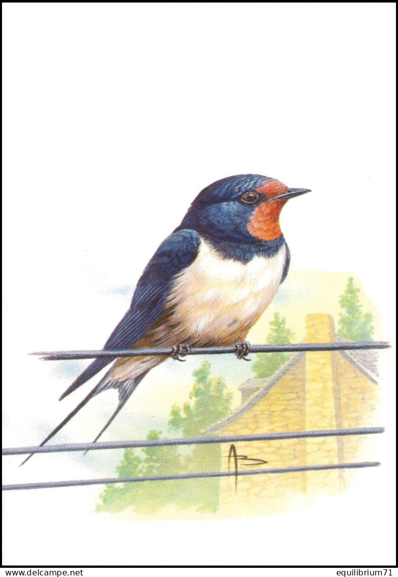 CM/MK Blanco** - BUZIN - Hirondelle De Cheminée / Boerenzwaluw / Rauchschwalbe / Swallow / Hirundo Rustica - RRR - 1985-.. Birds (Buzin)