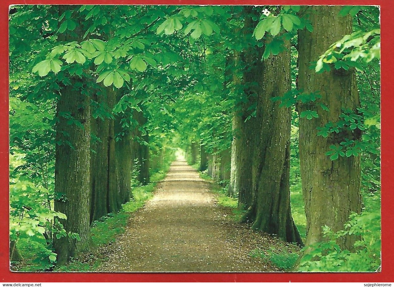 Allée D'arbres Carté éditée à Maizières-lès-Metz Romanshorn 2scans - Árboles