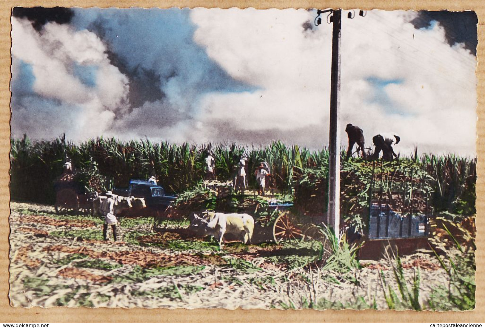 16154 / POINTE-à-PITRE PETIT-BOURG Récolte Canne à Sucre Guadeloupe La Palmeraie  LA ROSETTE 1953 CARABIN-FONTENILLE - Pointe A Pitre