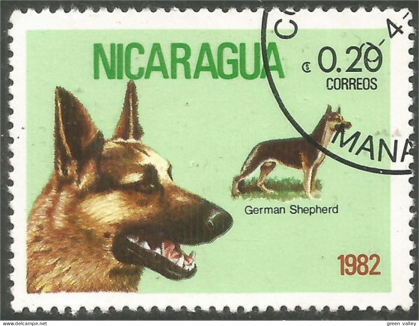 684 Nicaragua Berger Allemand German Shepherd (NIC-376) - Honden