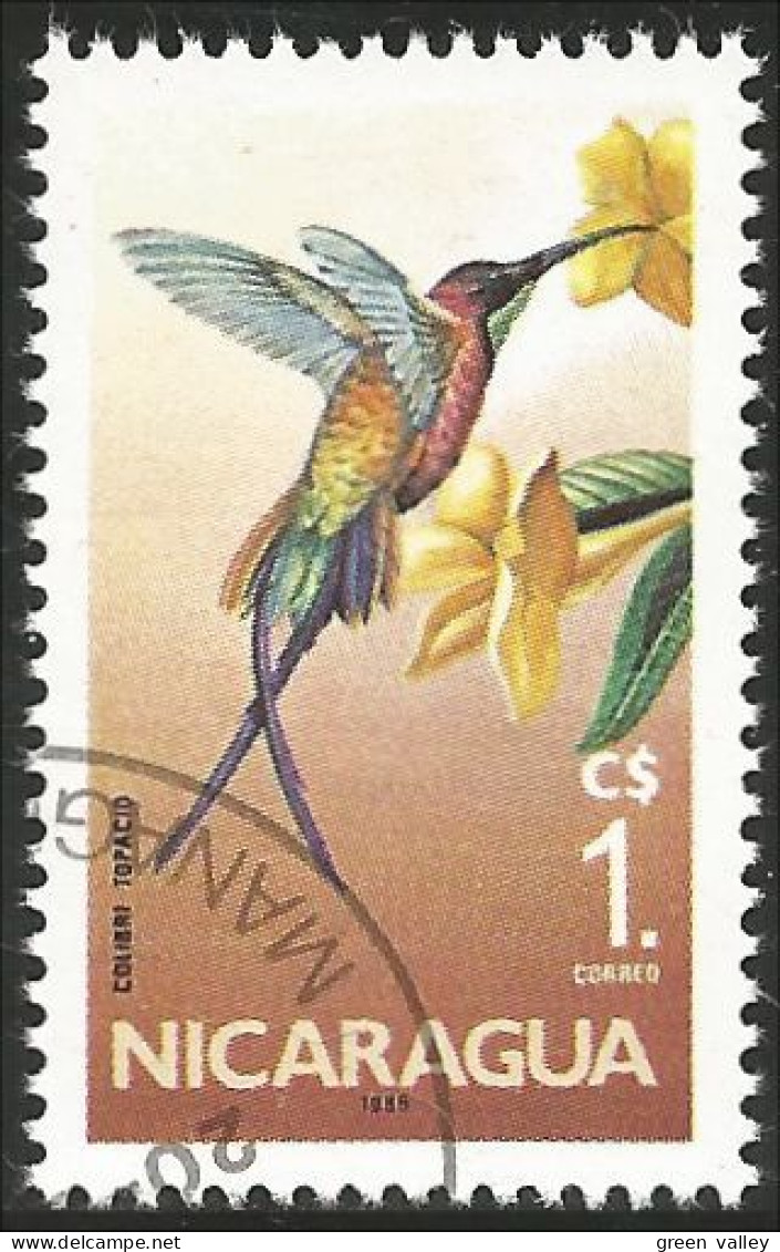 684 Nicaragua Colibri Oiseau-mouche Hummingbird (NIC-347) - Hummingbirds